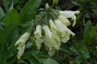 Salvia digitaloides