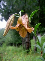 Lilium bakerianum var. delevayanum