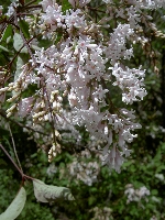 Syringa yunnanensis
