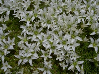 Arenaria bryophylla