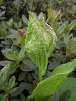 Saussurea uniflora