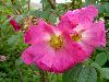<em>Rosa macrophylla</em>