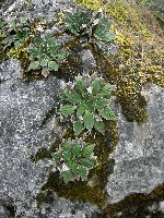 Corallodiscus kingianus