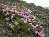 <em>Rhododendron aganniphum</em>