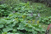 Ligularia nelunbifolia