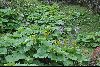 <em>Ligularia nelunbifolia</em>