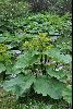 <em>Ligularia nelunbifolia</em>