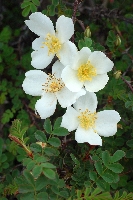 Rosa sericea