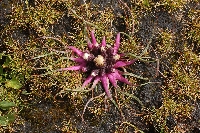 Saussurea stella