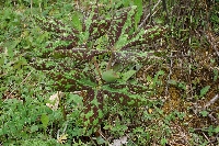 Podophyllum hexandrum