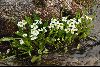 <em>Pegaeophyton scapiflorum subsp. scapiflorum</em>