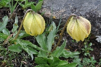Lilium lophophorum