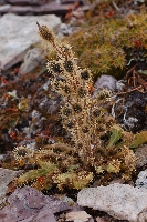Meconopsis horridula subsp. horridula