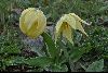 <em>Lilium lophophorum</em>
