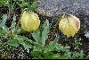<em>Lilium lophophorum</em>
