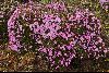 <em>Diapensia purpurea</em>