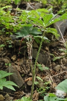 Arisaema ciliatum var. liubaense