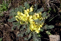 Astragalus acaulis