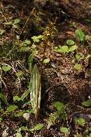 Oreorchis erythrochrysea