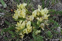 Astragalus acaulis