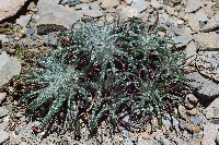 Saussurea nidularis