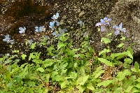 Meconopsis betonicifolia