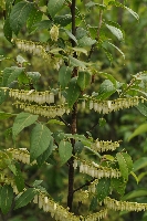 Lyonia ovalifolia