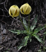 Lilium lophophorum