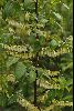 <em>Lyonia ovalifolia</em>