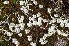 <em>Diapensia purpurea var. rosea</em> 'f.'