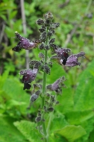 Salvia castanea