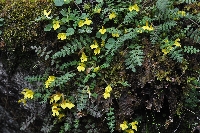 Pedicularis cryptantha