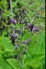 <em>Salvia castanea</em>