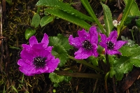 Caltha sinogracilis f 'rubriflora'