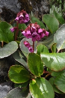Bergenia purpurascens