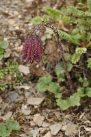 Cremanthodium campanulatum