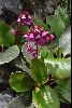 <em>Bergenia purpurascens</em>