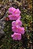 <em>Diapensia himalaica</em>