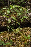 Maianthemum purpureum