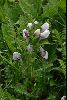 <em>Pedicularis corymbifera</em>
