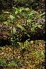<em>Maianthemum purpureum</em>