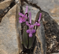 Hemipilia cordifolia
