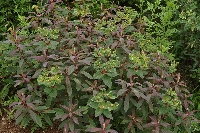 Euphorbia pallasii