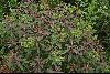 <em>Euphorbia pallasii</em>