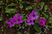 Caltha sinogracilis f 'rubriflora'
