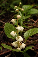 Pyrola rotundifolia var. chinensis