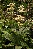 <em>Rodgersia aesculifolia</em>