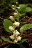<em>Pyrola rotundifolia var. chinensis</em>