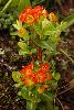<em>Euphorbia griffithii</em>
