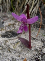 Ponerorchis uniflora